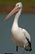 Australian Pelican