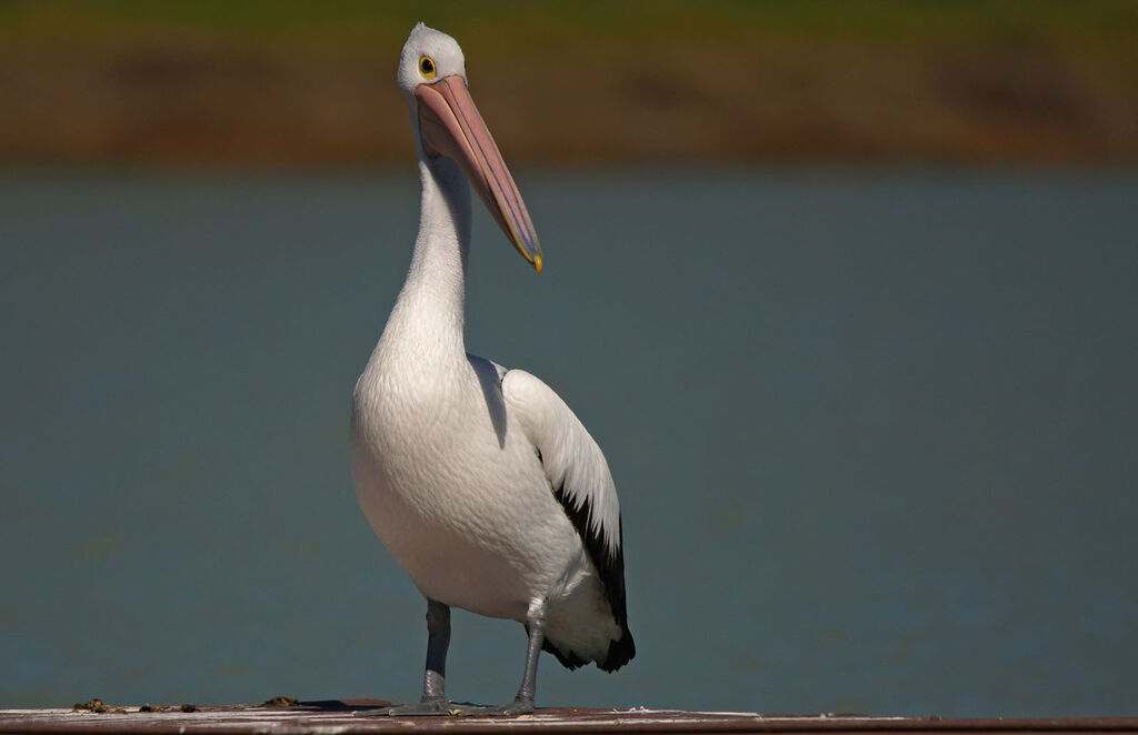 Australian Pelican