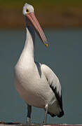 Australian Pelican