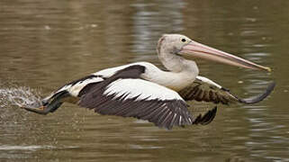 Australian Pelican