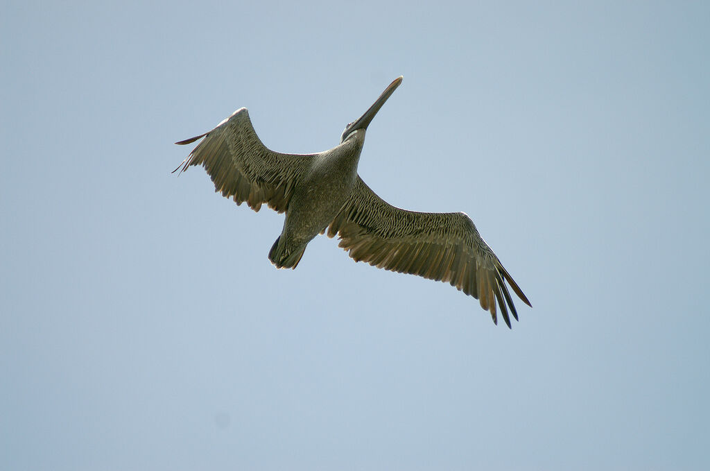 Brown Pelican