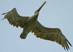 Brown Pelican