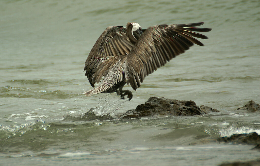 Brown Pelican