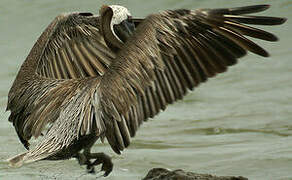 Brown Pelican