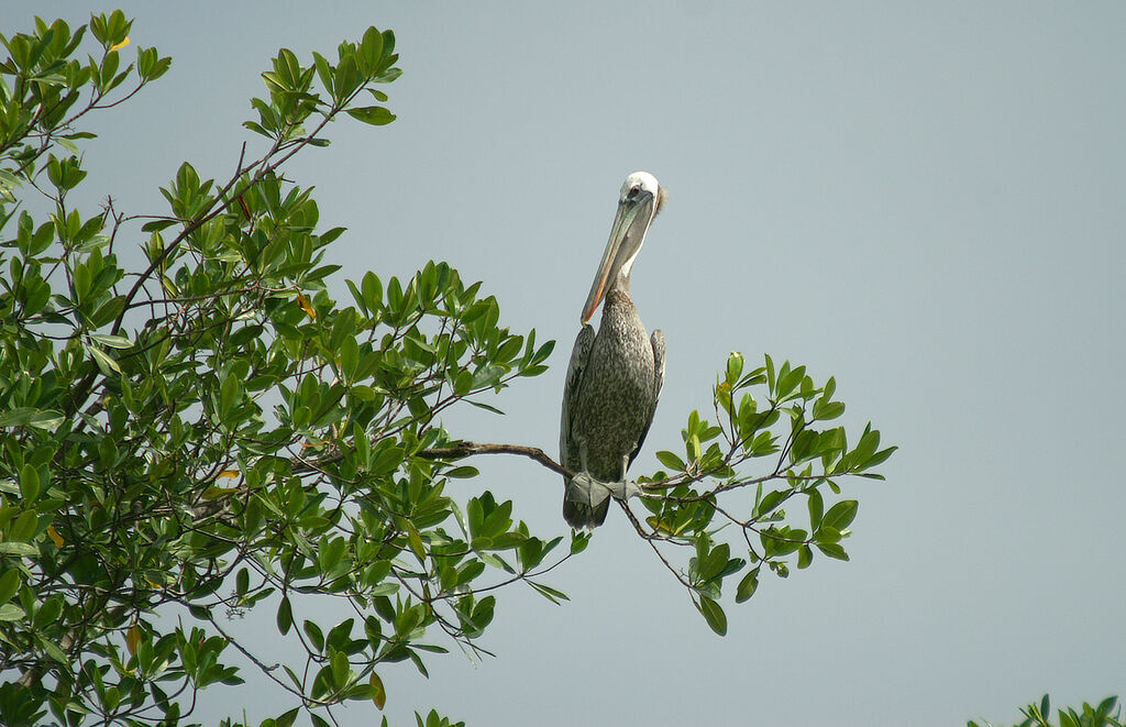 Brown Pelican