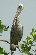 Brown Pelican