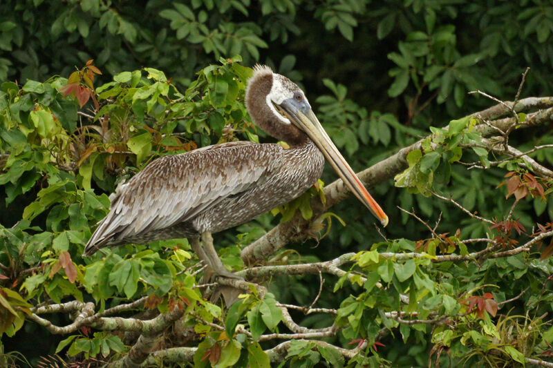 Brown Pelican