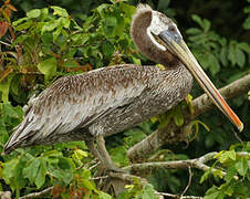 Brown Pelican