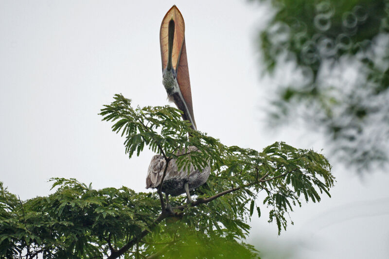 Brown Pelican