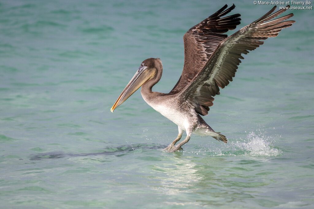 Brown Pelican