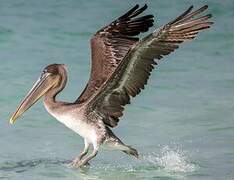 Brown Pelican