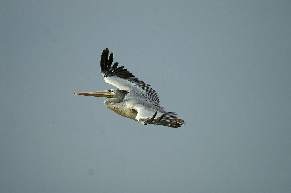 Pink-backed Pelican