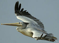 Pink-backed Pelican