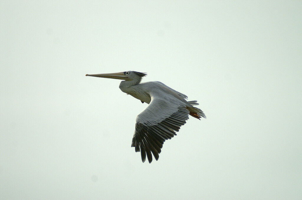 Pink-backed Pelican