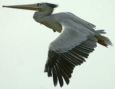 Pink-backed Pelican