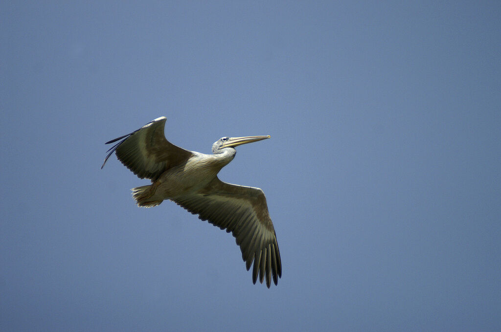 Pink-backed Pelican