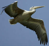 Pink-backed Pelican