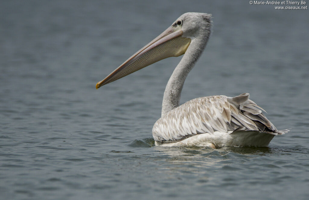 Pink-backed Pelican