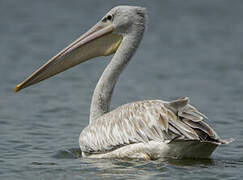 Pink-backed Pelican