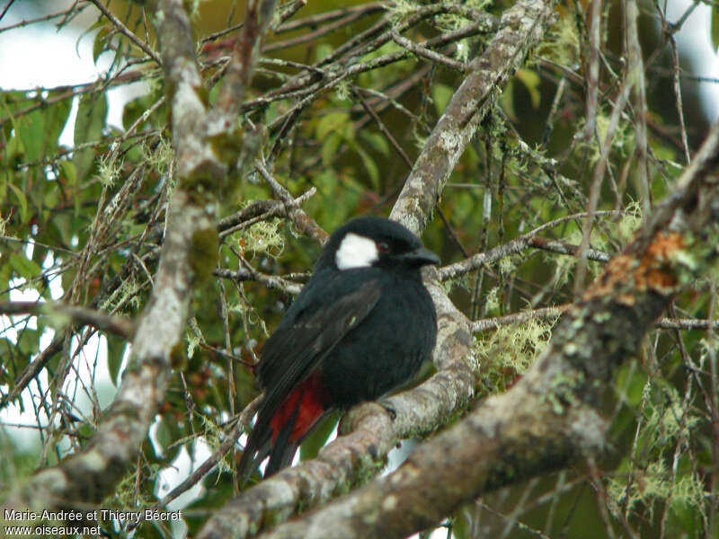 Mountain Peltops, identification