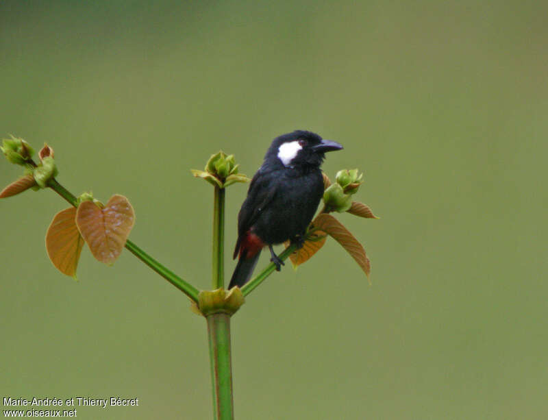 Lowland Peltops