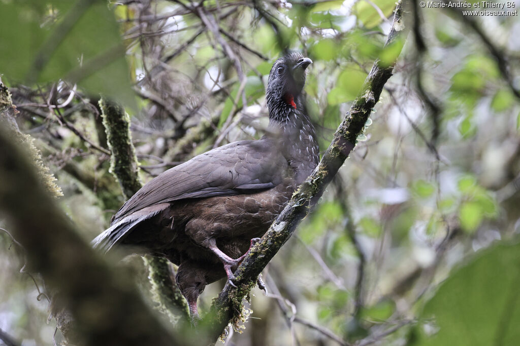 Bearded Guan