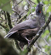 Bearded Guan