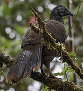 Bearded Guan