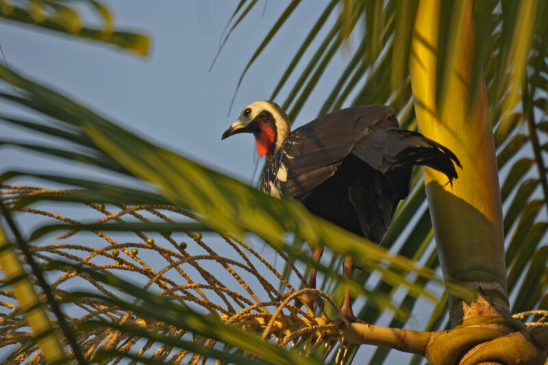 Red-throated Piping Guanadult, Behaviour