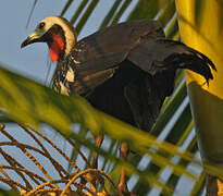 Red-throated Piping Guan