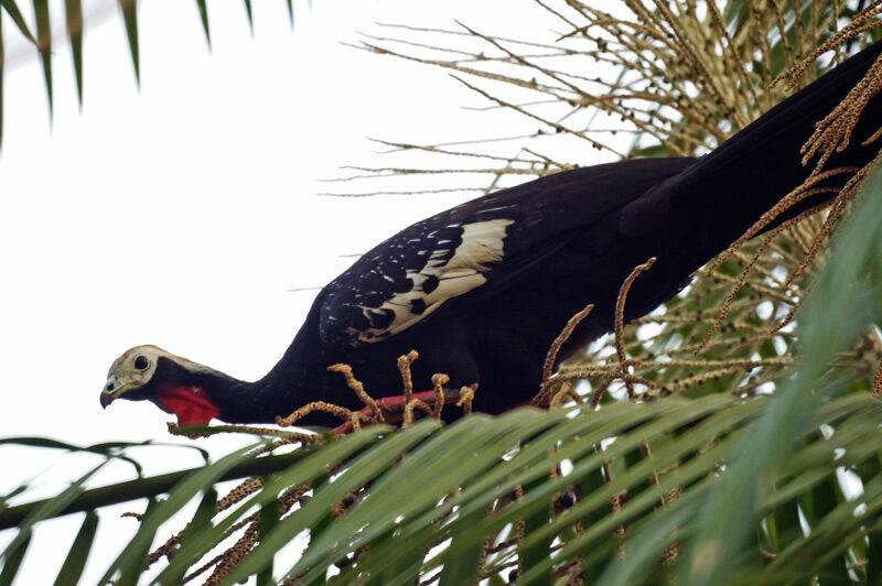 Red-throated Piping Guan