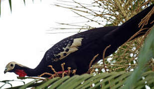 Red-throated Piping Guan