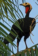 Red-throated Piping Guan