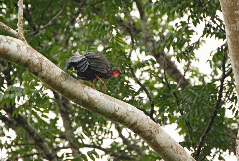 Spix's Guan