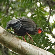 Spix's Guan