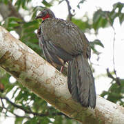 Spix's Guan