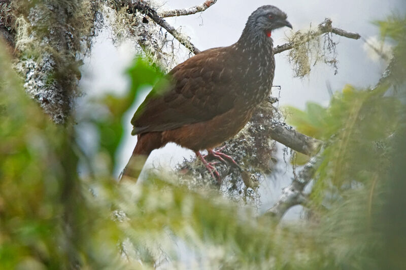 Andean Guan