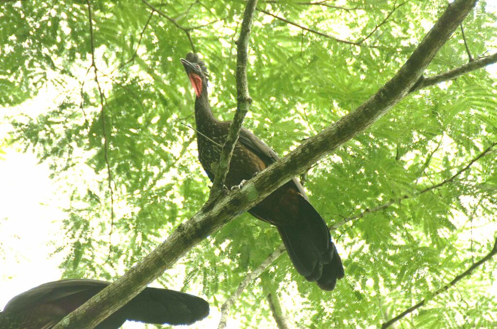 Crested Guan