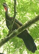 Crested Guan