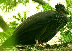 Crested Guan