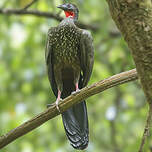 Pénélope panachée