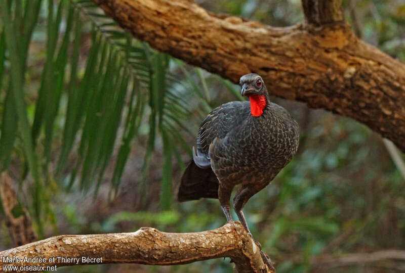 Rusty-margined Guanadult, aspect