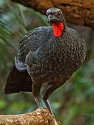 Rusty-margined Guan