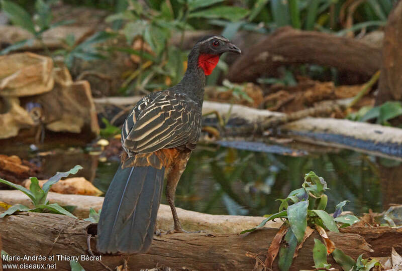 Rusty-margined Guanadult