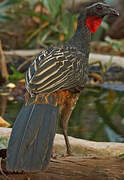 Rusty-margined Guan