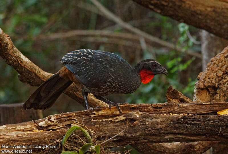 Rusty-margined Guanadult, identification