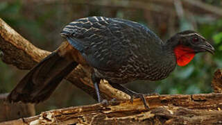 Rusty-margined Guan