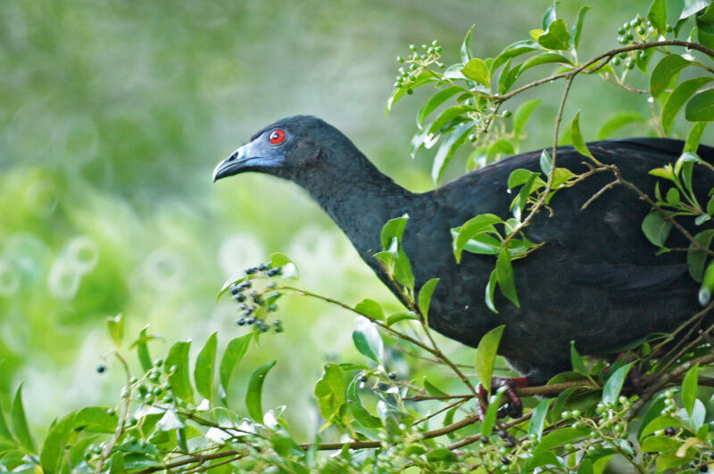 Black Guan