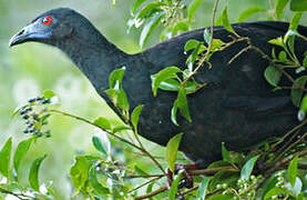 Black Guan