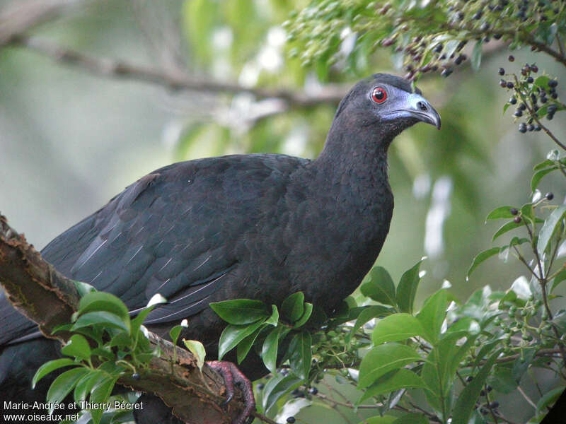 Black Guanadult, pigmentation